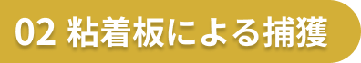 02.粘着板による捕獲